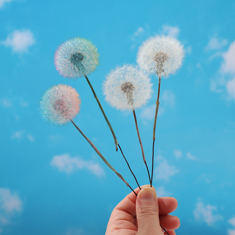 Konservierte Löwenzahnblüten D – Resin Crafts Diy Bewertung und Preis
